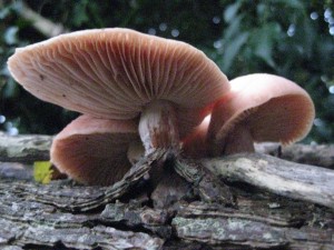 Rhodotus Palmatus - Grows on dead elm