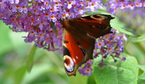 Aglais Io and the Buddleia    